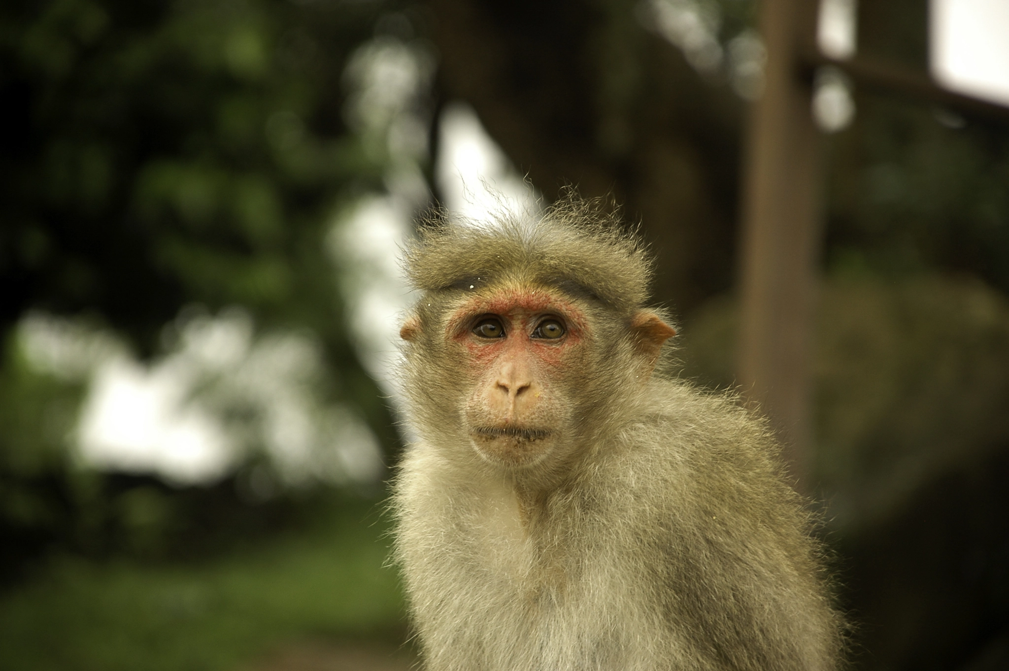 Nikon D70 + Nikon AF-S DX Nikkor 18-135mm F3.5-5.6G ED-IF sample photo. Looking back in time - rhesus macaque photography