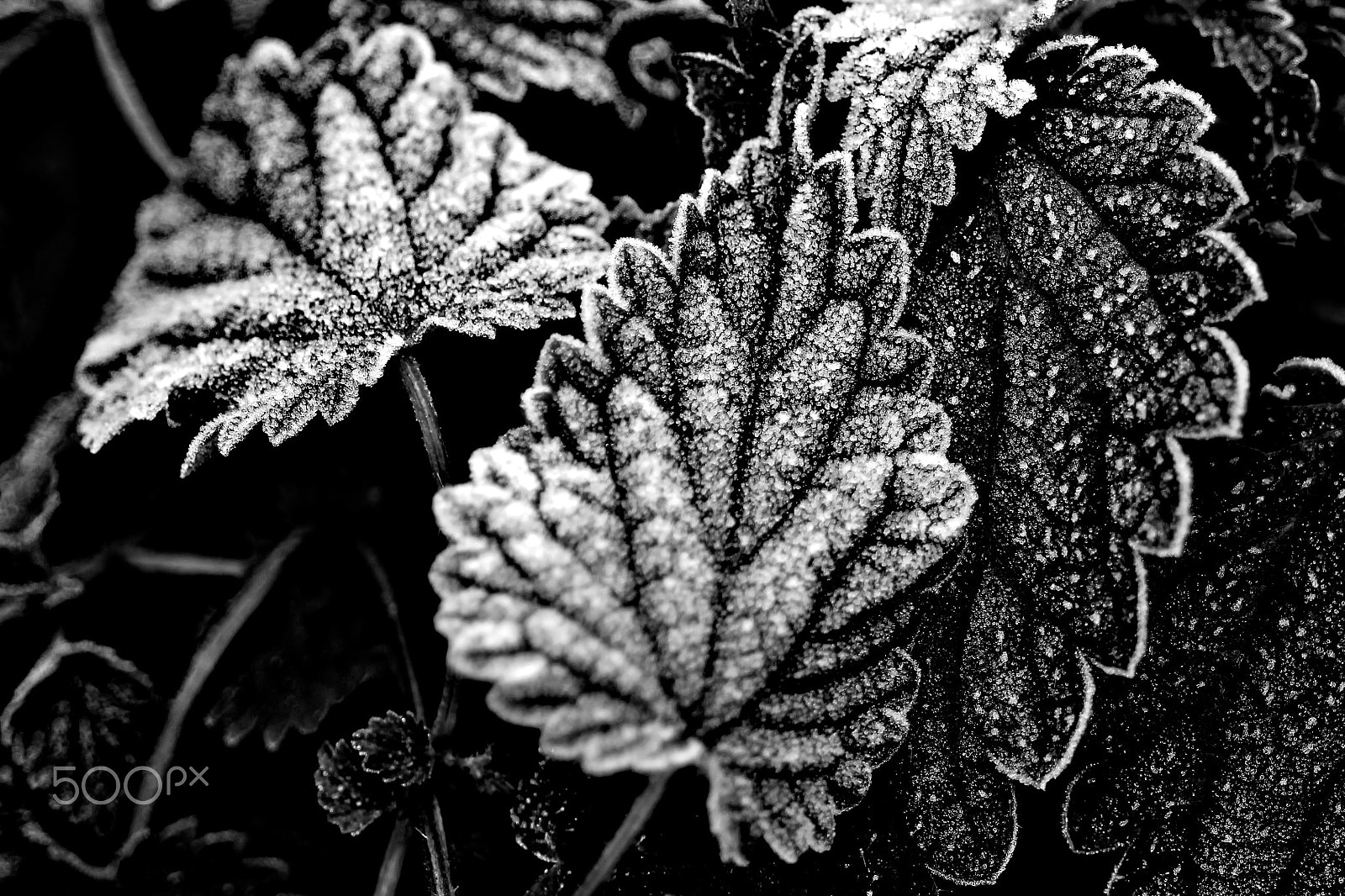 Canon EF 28-80mm f/3.5-5.6 sample photo. Frost photography