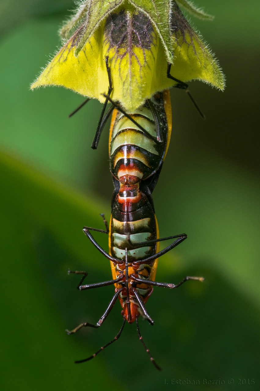 Pentax K-3 + smc PENTAX-FA Macro 100mm F2.8 sample photo. Love bugs photography