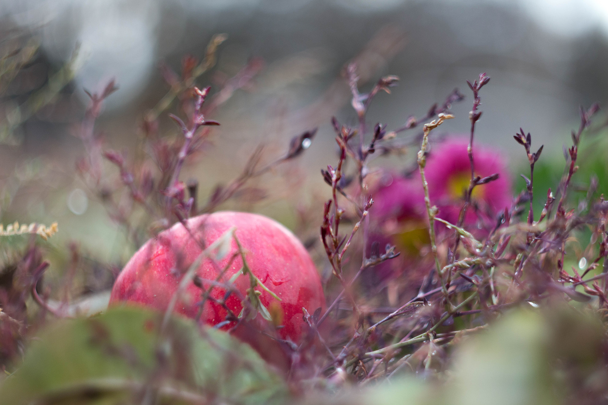Canon EF 35-80mm f/4-5.6 sample photo. Осенние раскраски photography