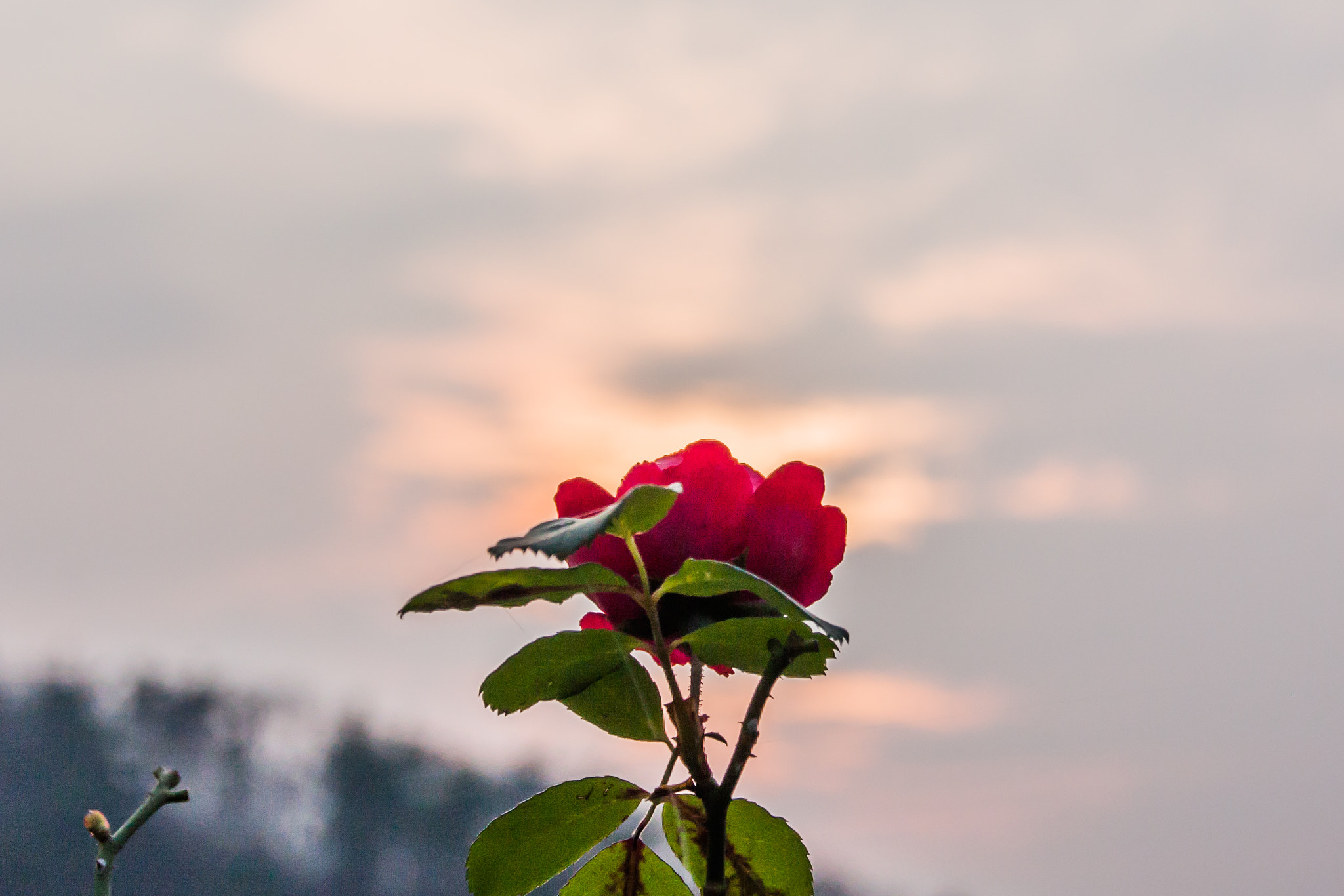 Sigma 18-250mm F3.5-6.3 DC OS HSM sample photo. Flower photography