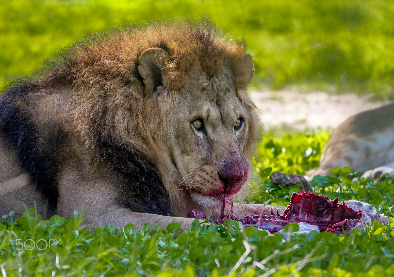 Canon EOS 700D (EOS Rebel T5i / EOS Kiss X7i) + Tamron SP 150-600mm F5-6.3 Di VC USD sample photo. Food time for the lion photography