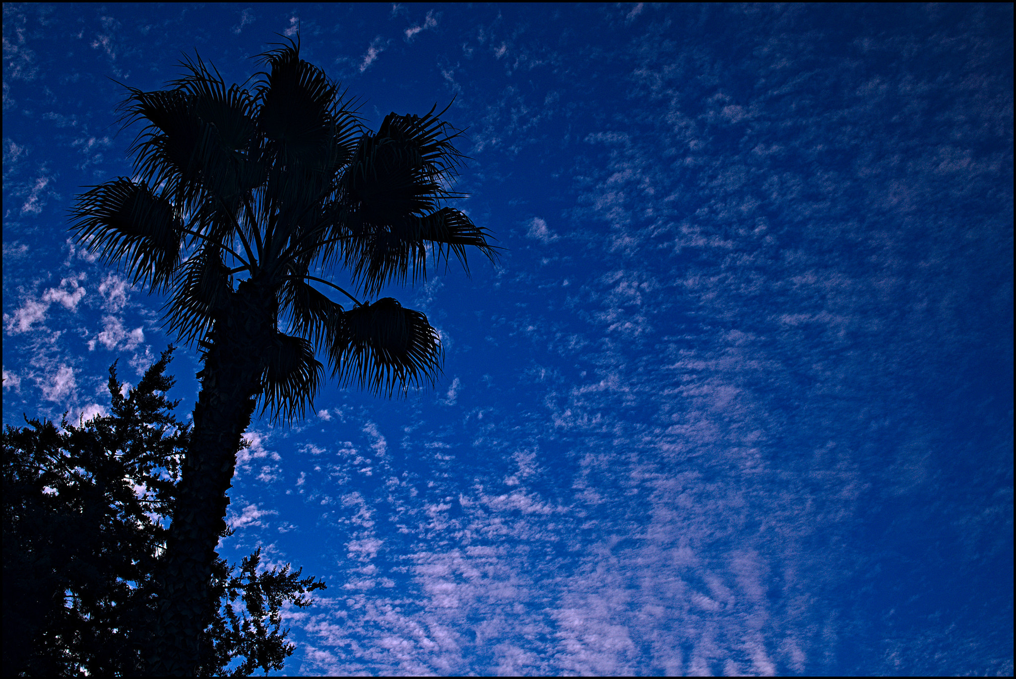 Sony Alpha NEX-5N + Sigma 30mm F2.8 EX DN sample photo. Washingtonia photography