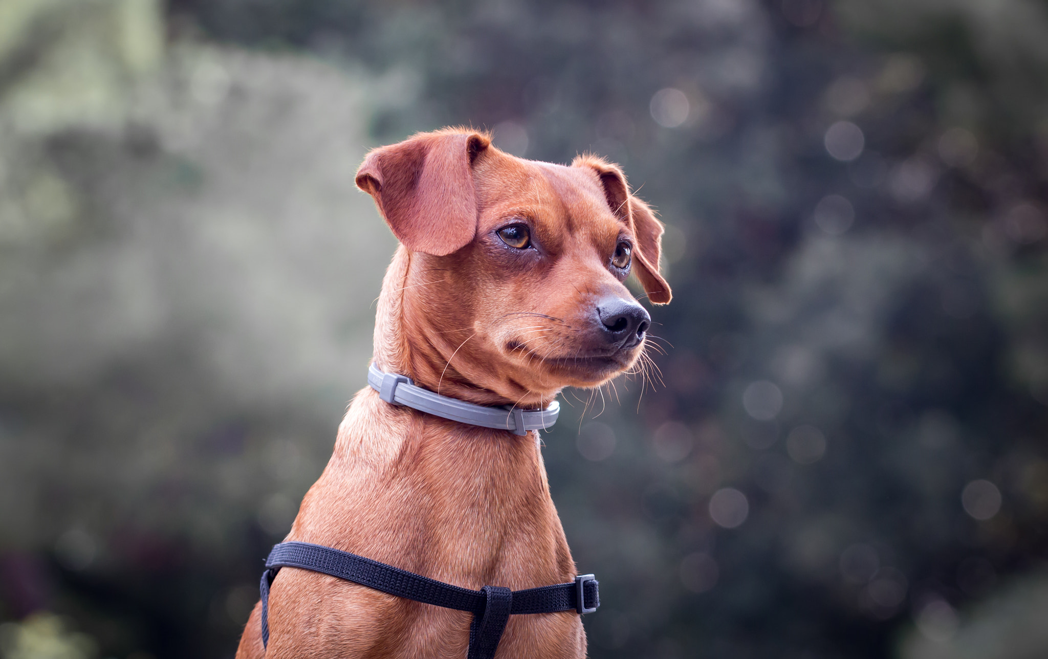 Canon EOS 650D (EOS Rebel T4i / EOS Kiss X6i) + Canon EF 100mm F2.8L Macro IS USM sample photo. Pinscher! photography