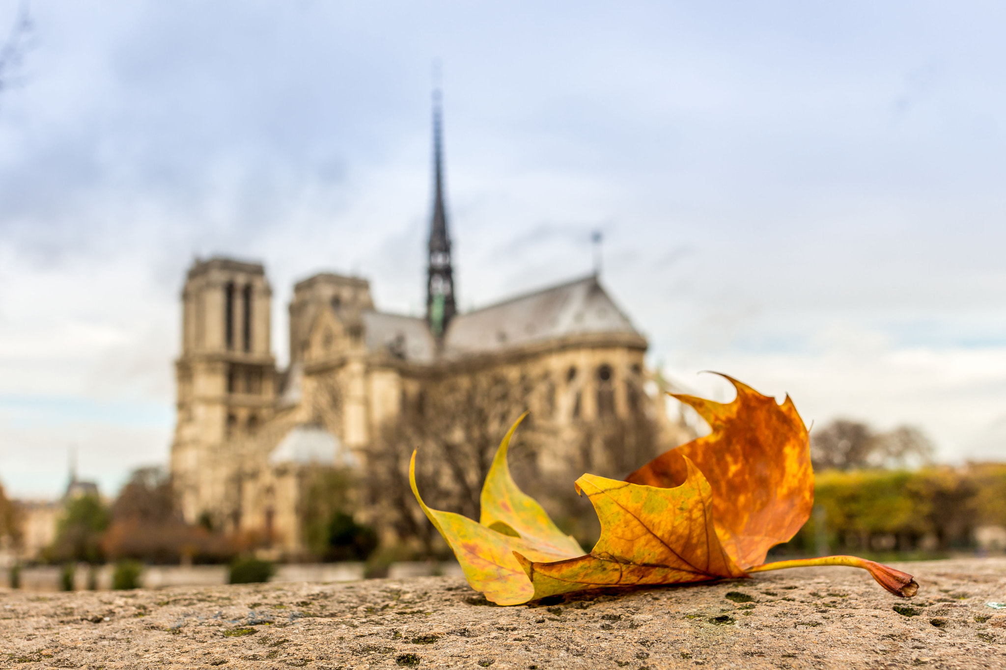 Canon EOS 700D (EOS Rebel T5i / EOS Kiss X7i) + Canon EF 24mm F2.8 IS USM sample photo. Fall in paris photography