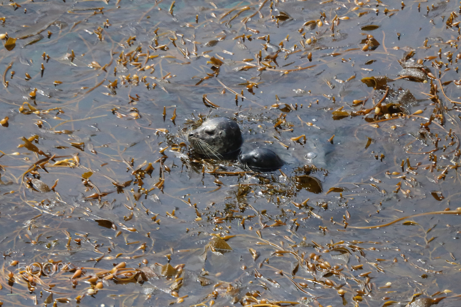 Canon EF 100-400mm F4.5-5.6L IS USM sample photo. Seal and pup in water photography