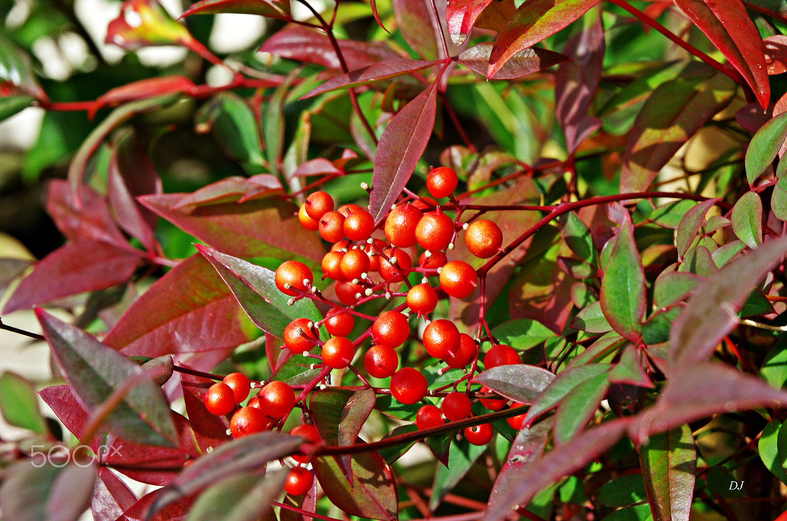 Pentax K-5 sample photo. A smack of asia in my garden... photography