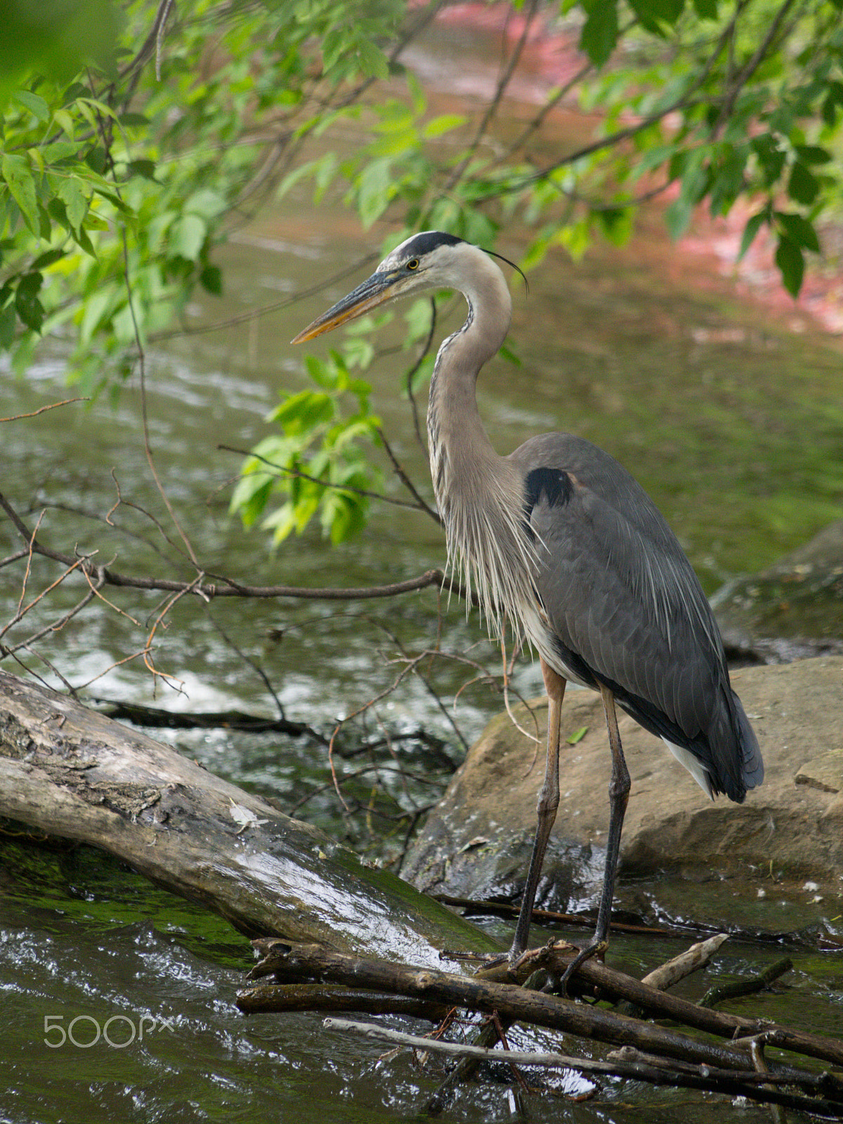Olympus PEN E-PL5 sample photo. Great blue heron photography
