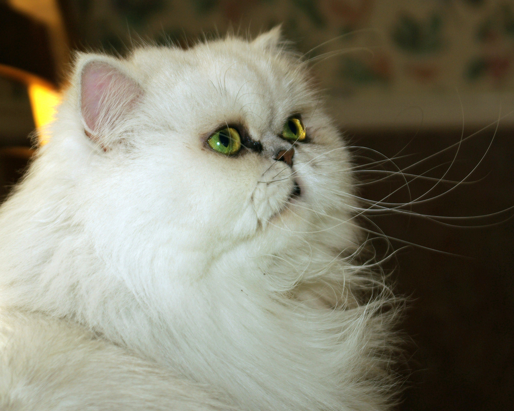 Pentax K10D sample photo. Lola photography