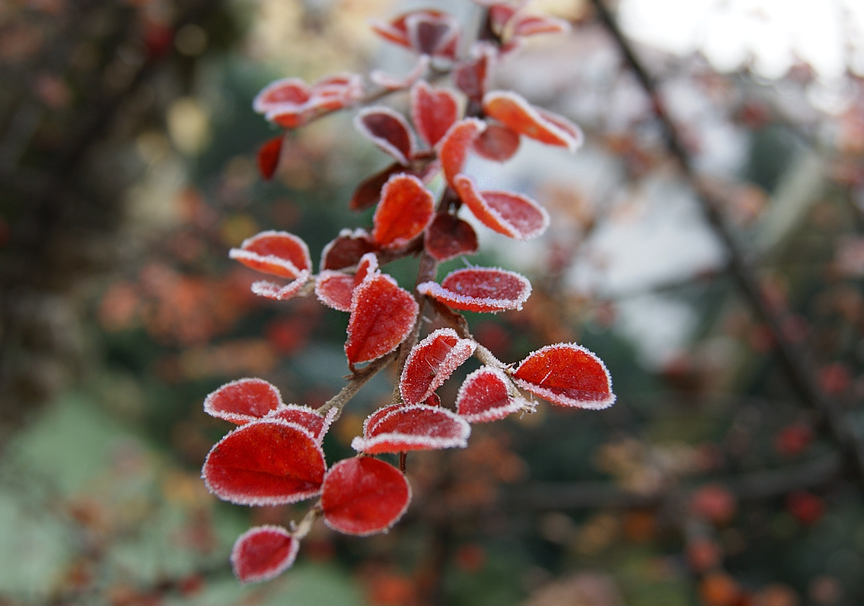 Sony DT 18-55mm F3.5-5.6 SAM sample photo. Gezuckert photography