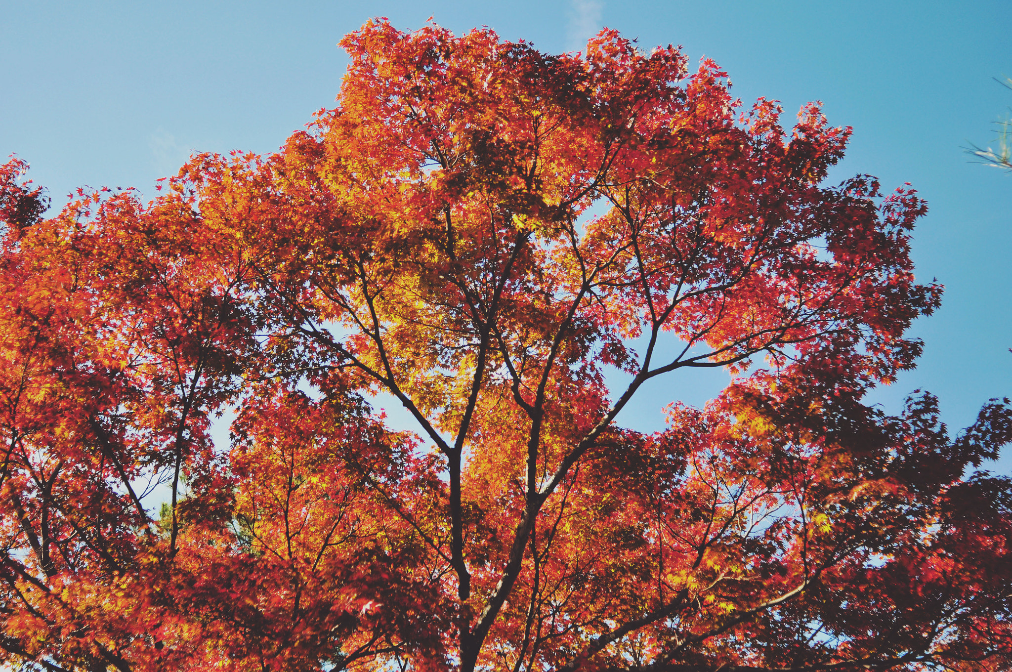 Nikon D90 + AF Nikkor 28mm f/2.8 sample photo. Autumn leaves and blue sky photography