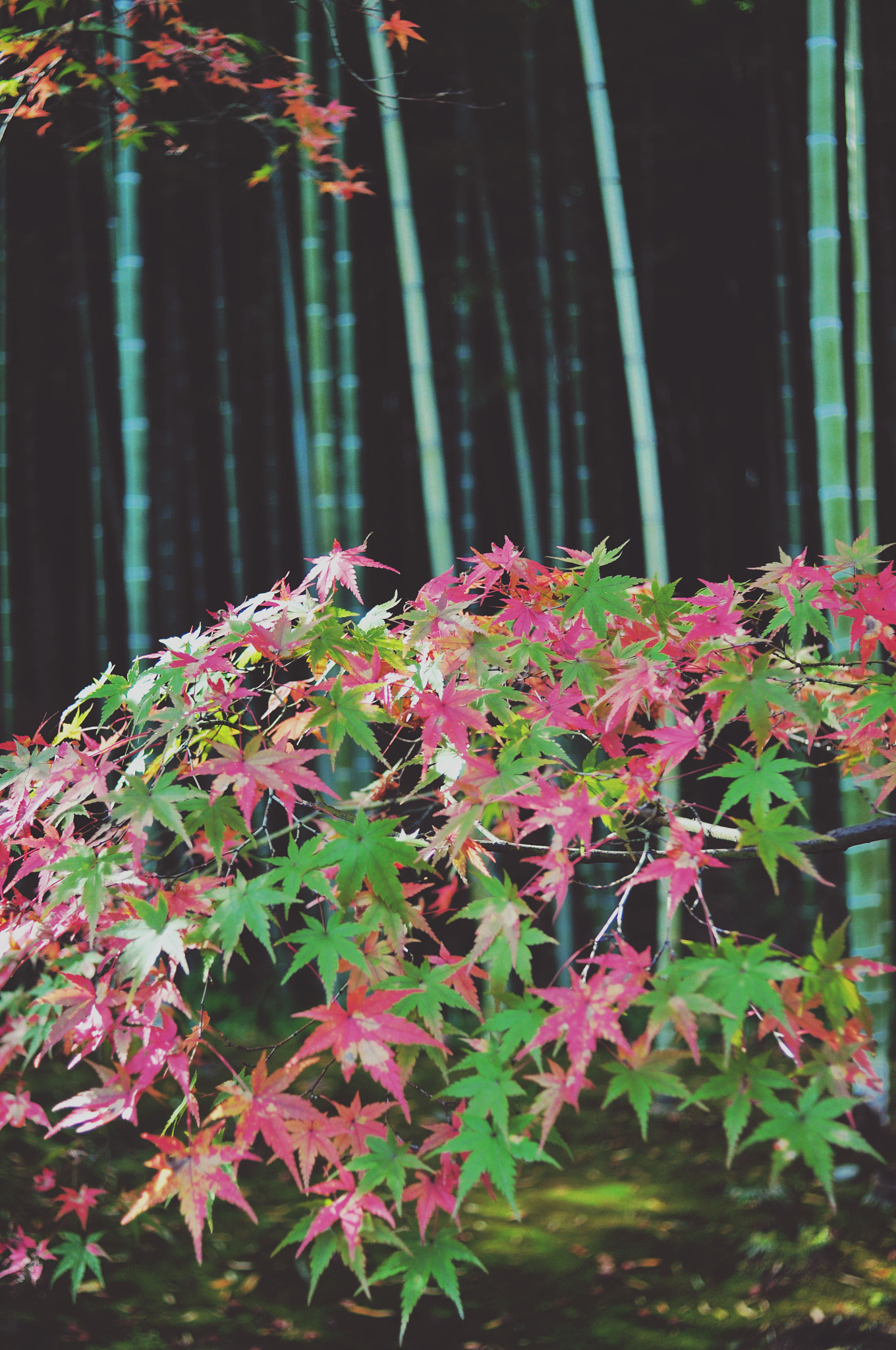 AF Nikkor 28mm f/2.8 sample photo. Autumn leaves and bamboo photography