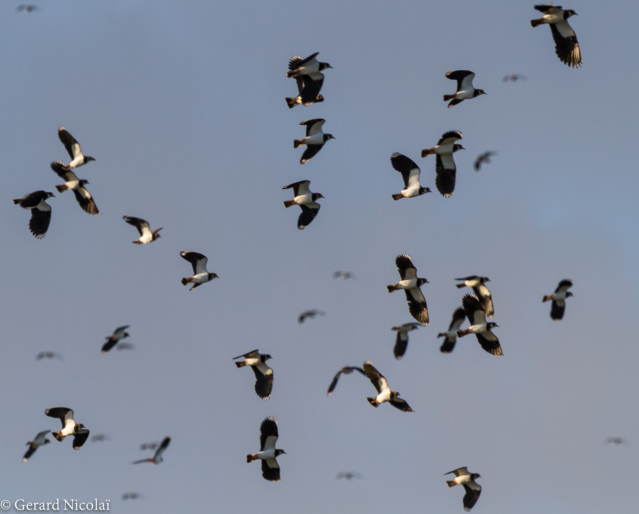 Canon EF 300mm F2.8L IS USM sample photo. Lapwings gathering to migrate photography
