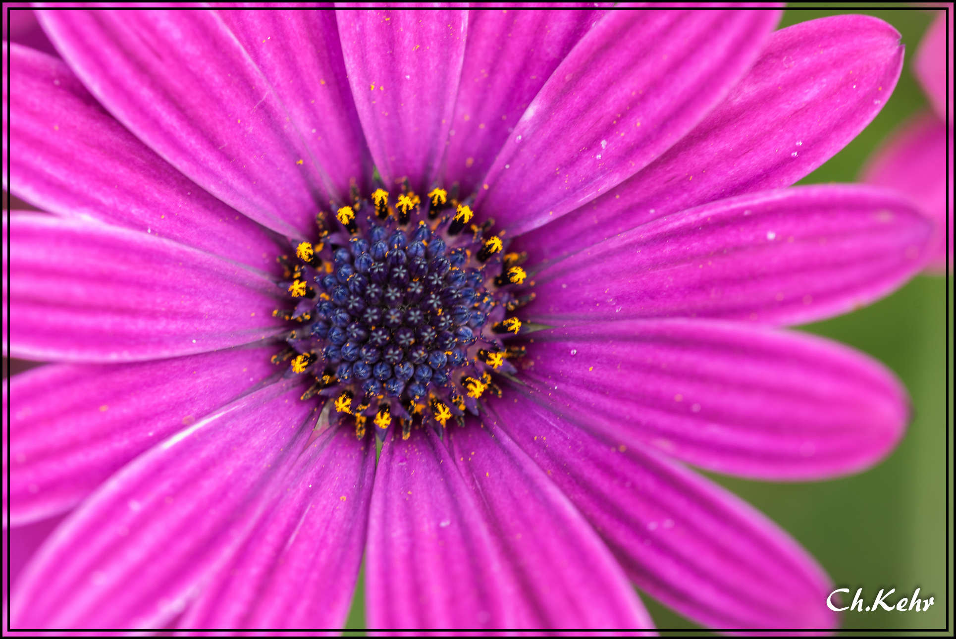 Sigma 105mm F2.8 EX DG OS HSM sample photo. Couleur fushia photography