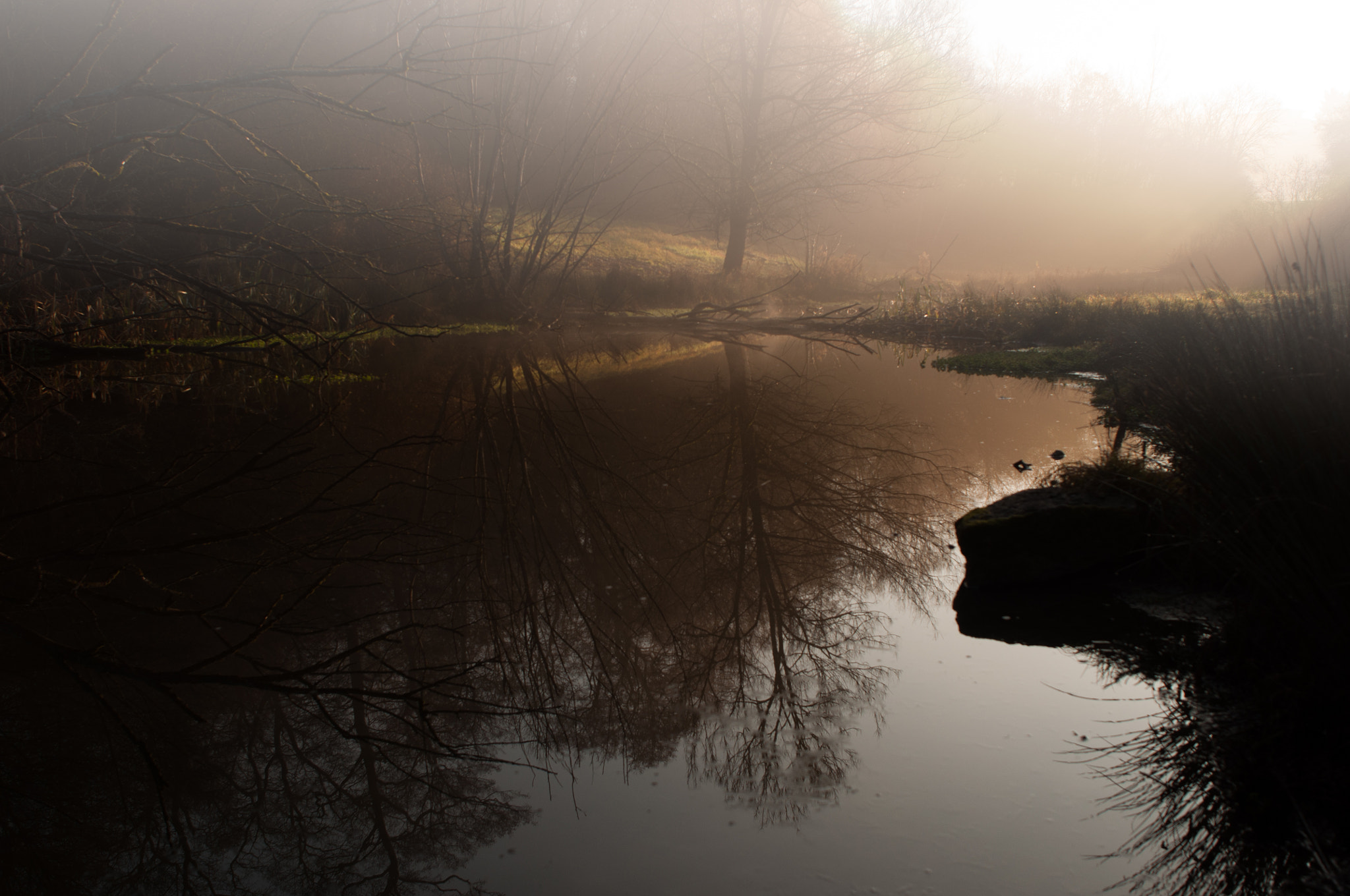 Nikon D90 + Nikon AF Nikkor 24mm F2.8D sample photo. Foggy morning in the forest photography