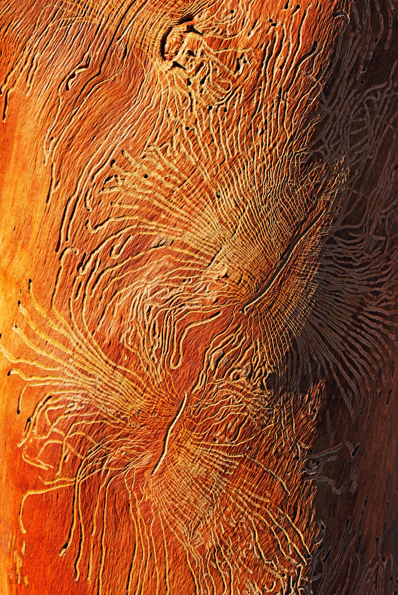 Nikon D800 + Nikkor 45mm f/2.8 P sample photo. Tracks on wood photography