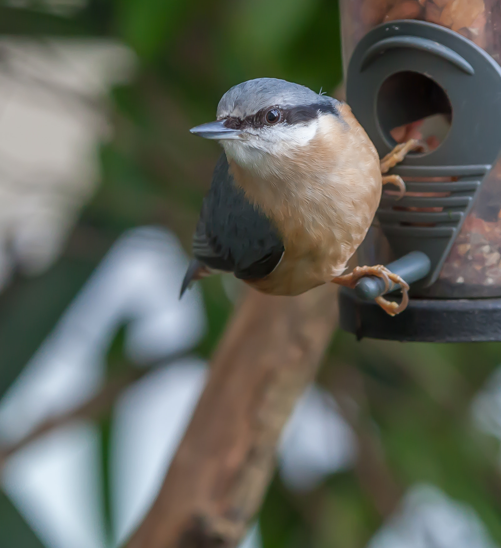 Sigma 70-200mm F2.8 EX DG OS HSM sample photo. Nuthatch photography