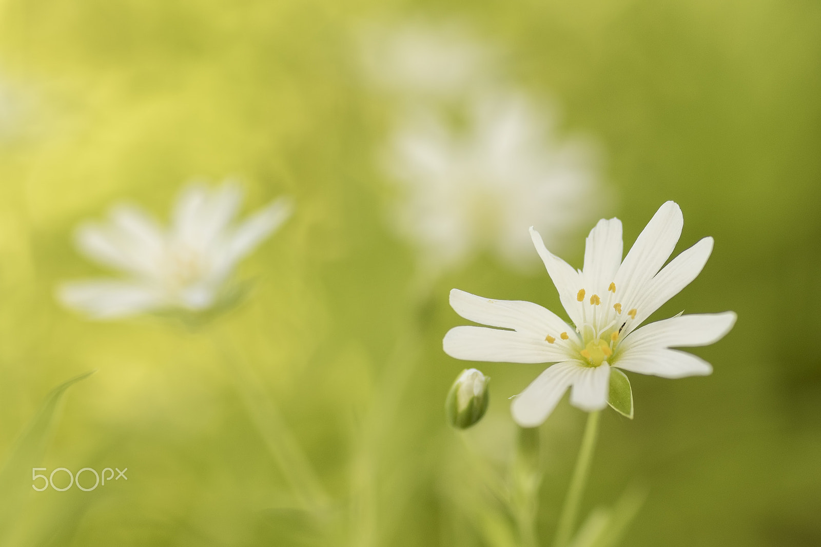 Sigma 70mm F2.8 EX DG Macro sample photo. White flowers in the meadow photography