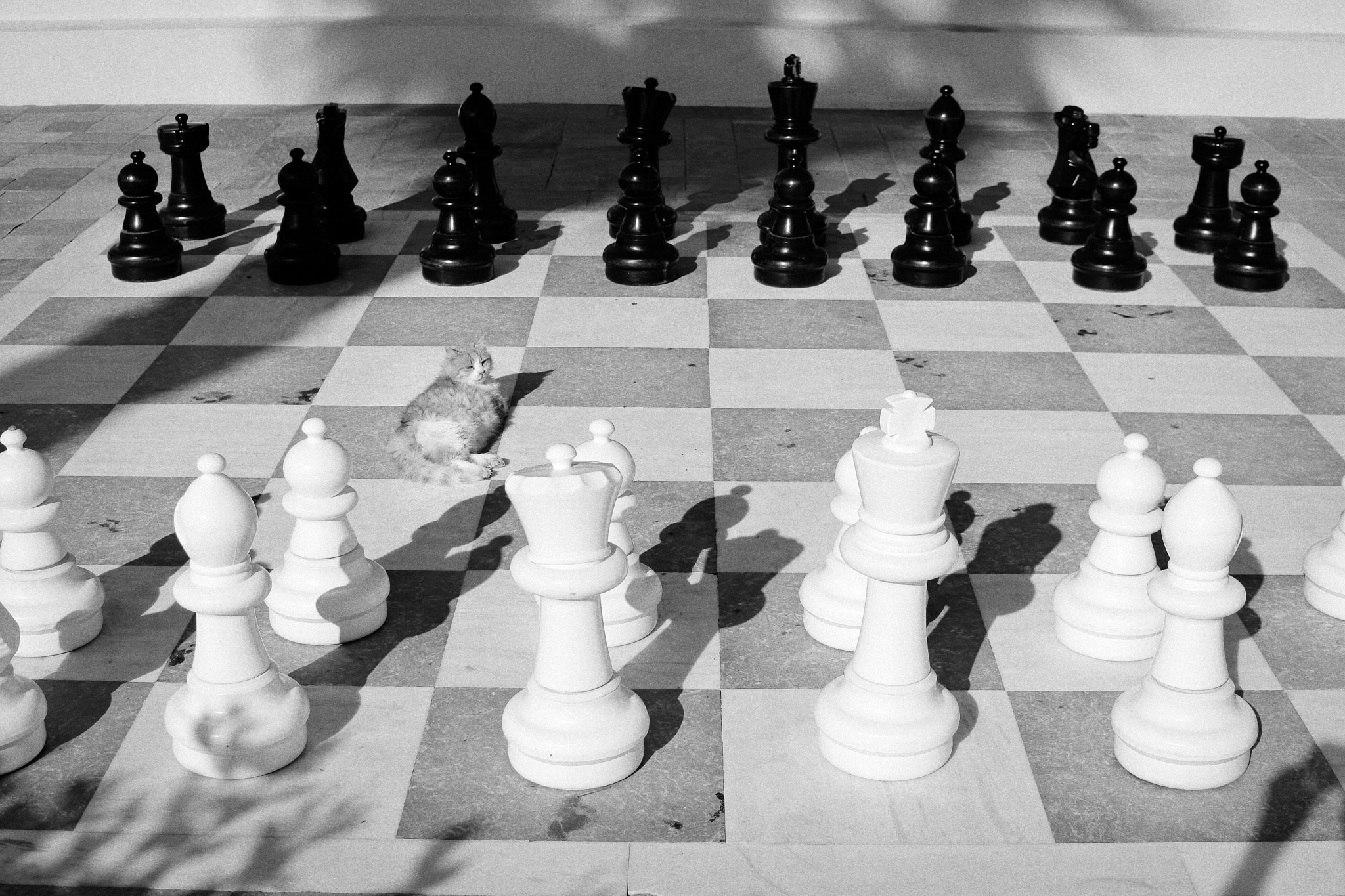 Nikon 1 Nikkor 18.5mm F1.8 sample photo. Cat on a chessboard photography