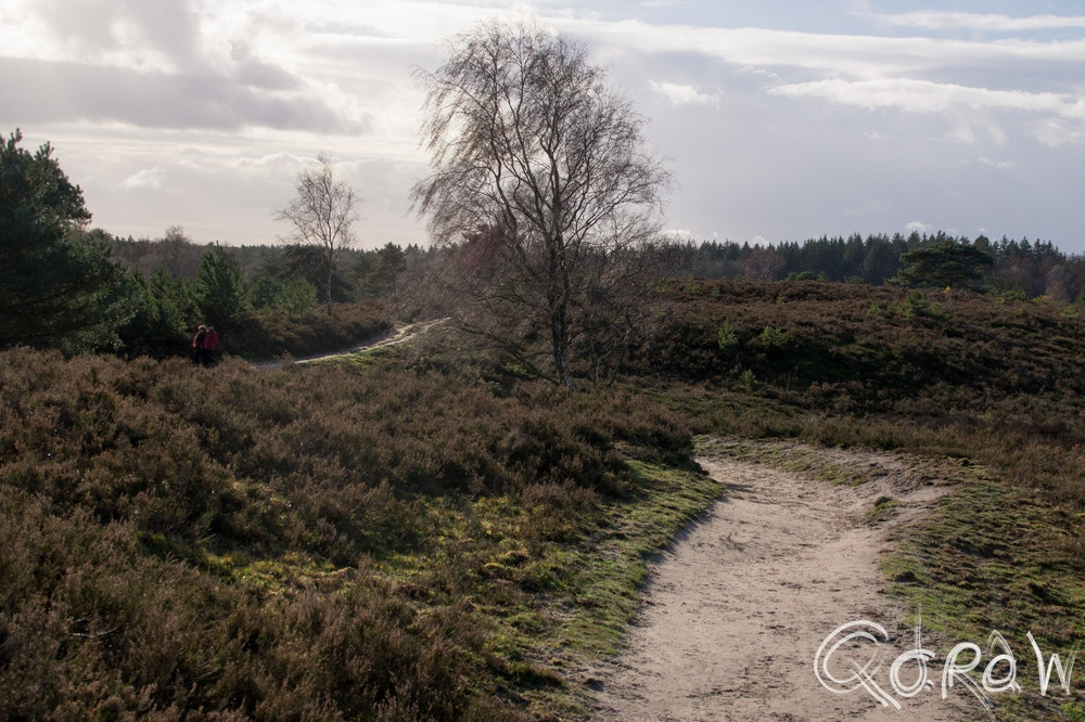 Sigma DC 18-125mm F4-5,6 D sample photo. Pad door de heide photography