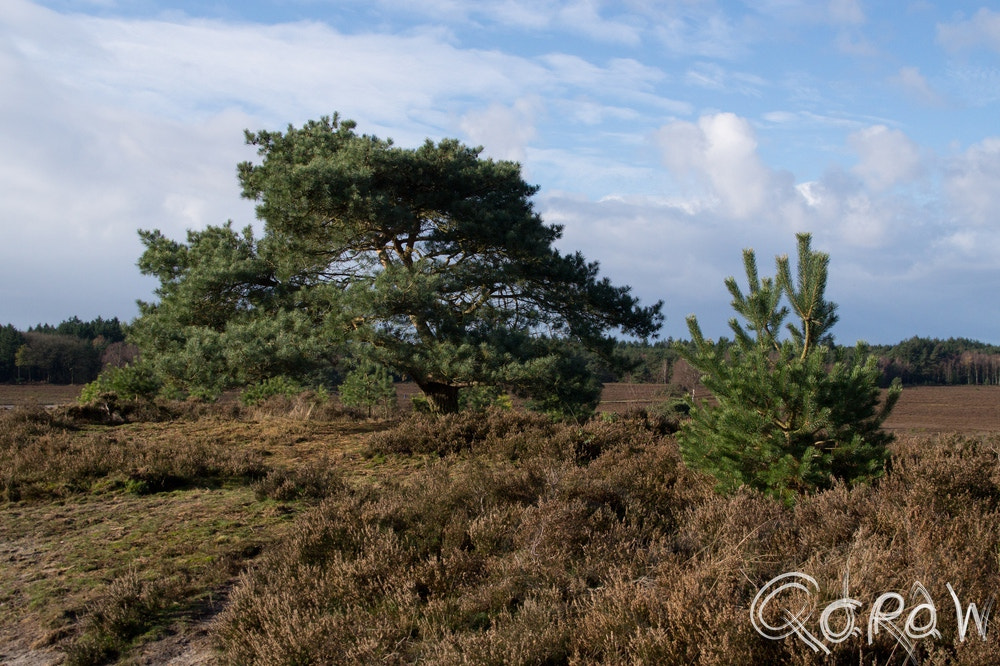 Sigma DC 18-125mm F4-5,6 D sample photo. Langzaam komen er meer bomen photography