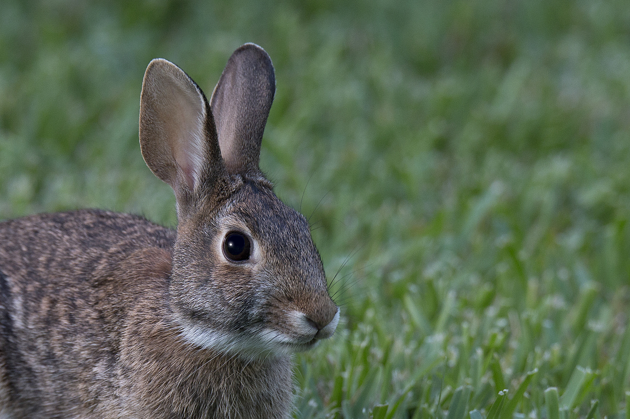 Sigma 150-600mm F5-6.3 DG OS HSM | C sample photo. Backyard bunny photography