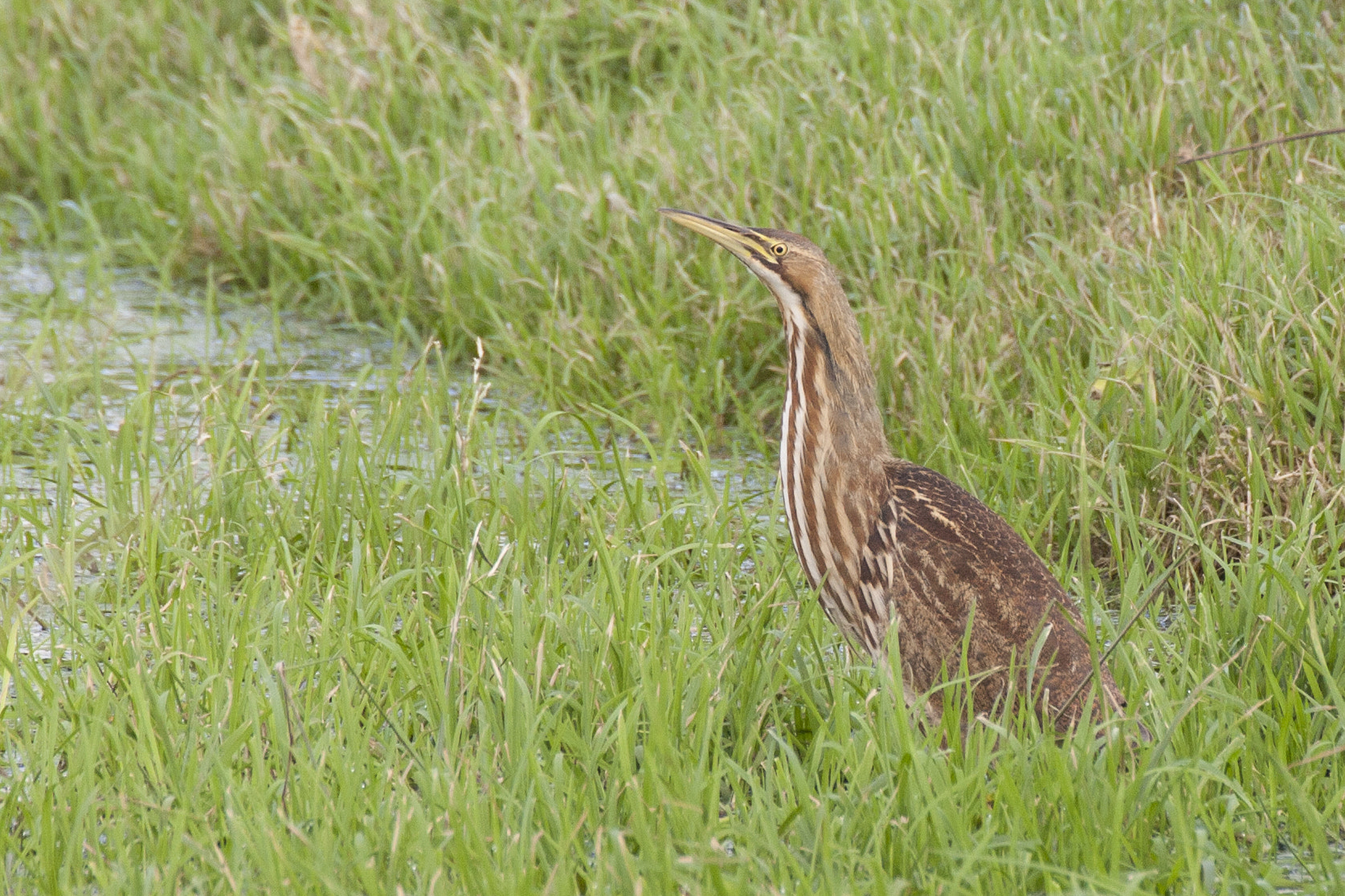 Canon EOS 40D + Tamron SP 70-300mm F4-5.6 Di VC USD sample photo. American bittern photography