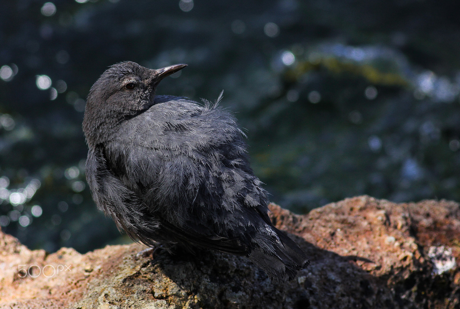 Canon EOS 60D + Canon EF 400mm F5.6L USM sample photo. Szürke vizirigó / american dipper photography