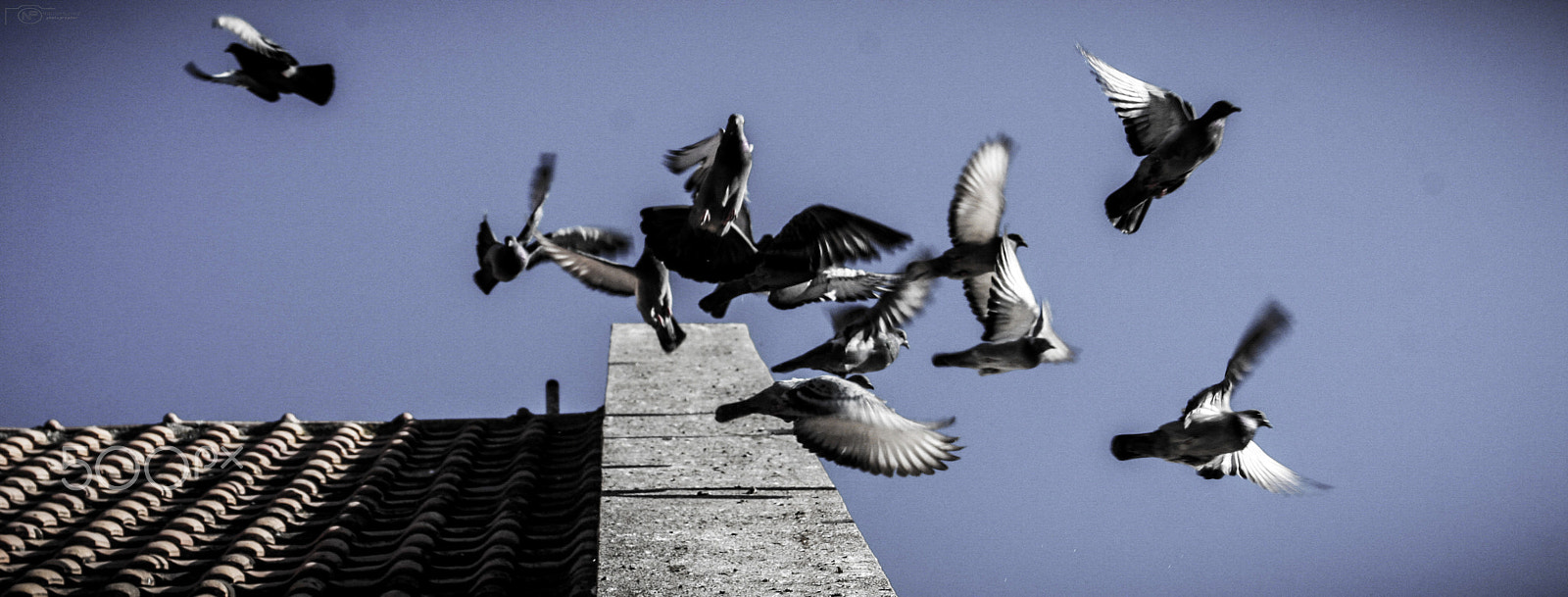Canon EF 35-80mm f/4-5.6 USM sample photo. Birds fly photography