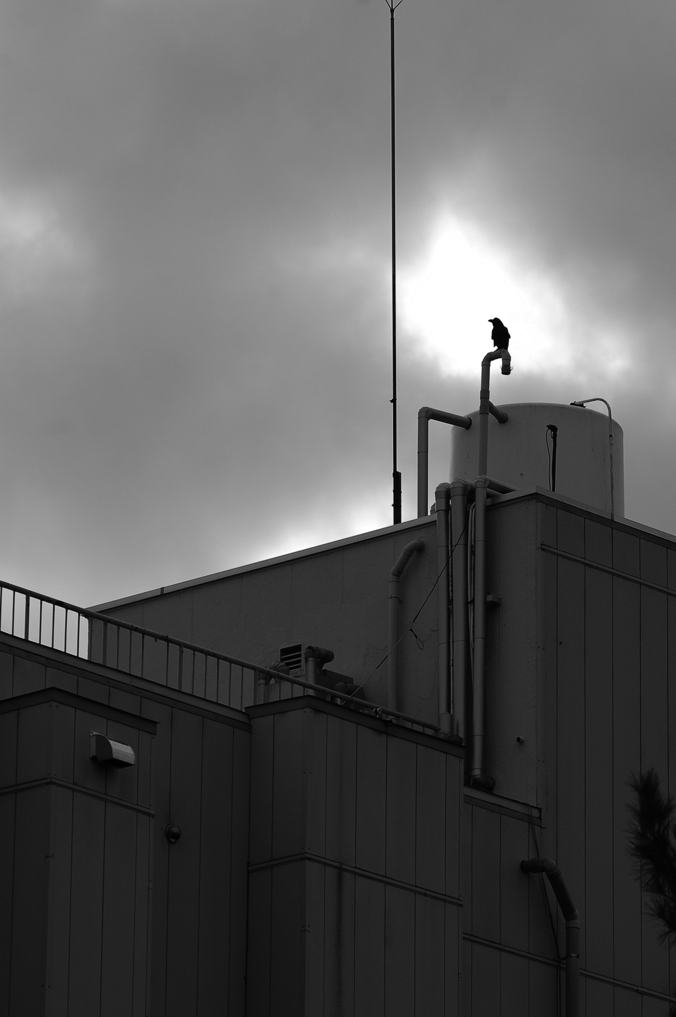 Nikon D50 + AF Nikkor 180mm f/2.8 IF-ED sample photo. Crow posing photography