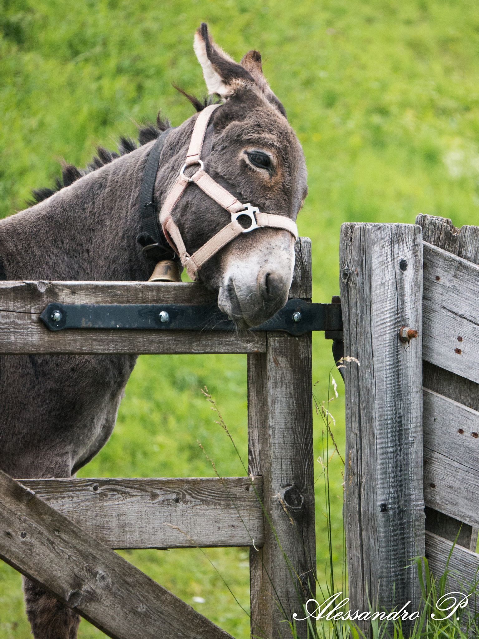 Panasonic Lumix DMC-G5 sample photo. Donkey photography