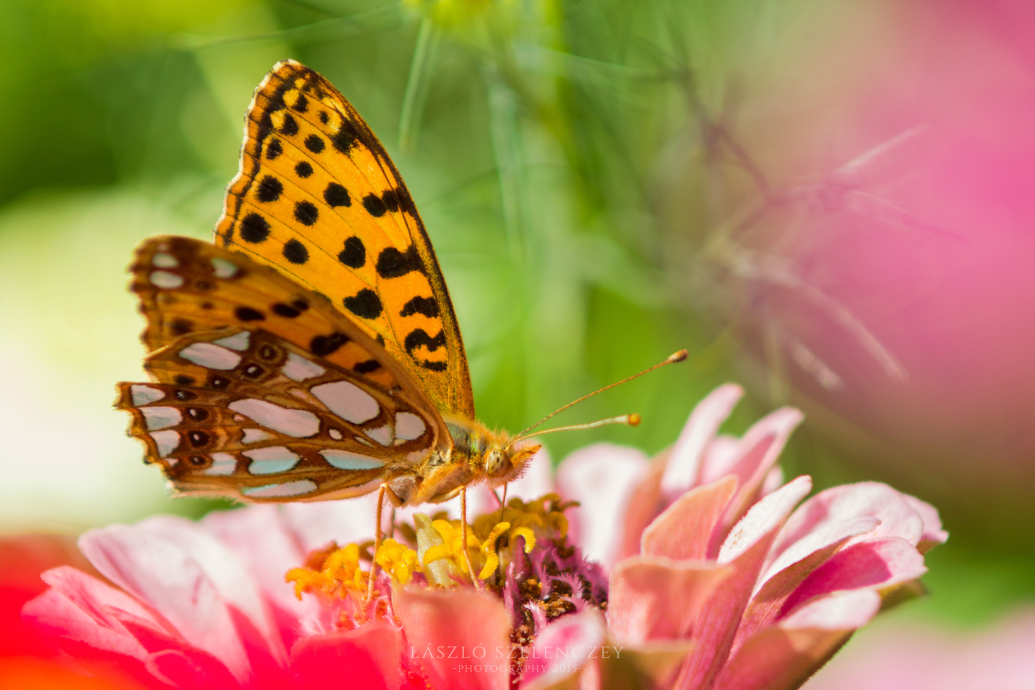 Pentax K-30 + Tamron AF 80-210mm F4-5.6 (178D) sample photo. Queen of spain fritillary photography