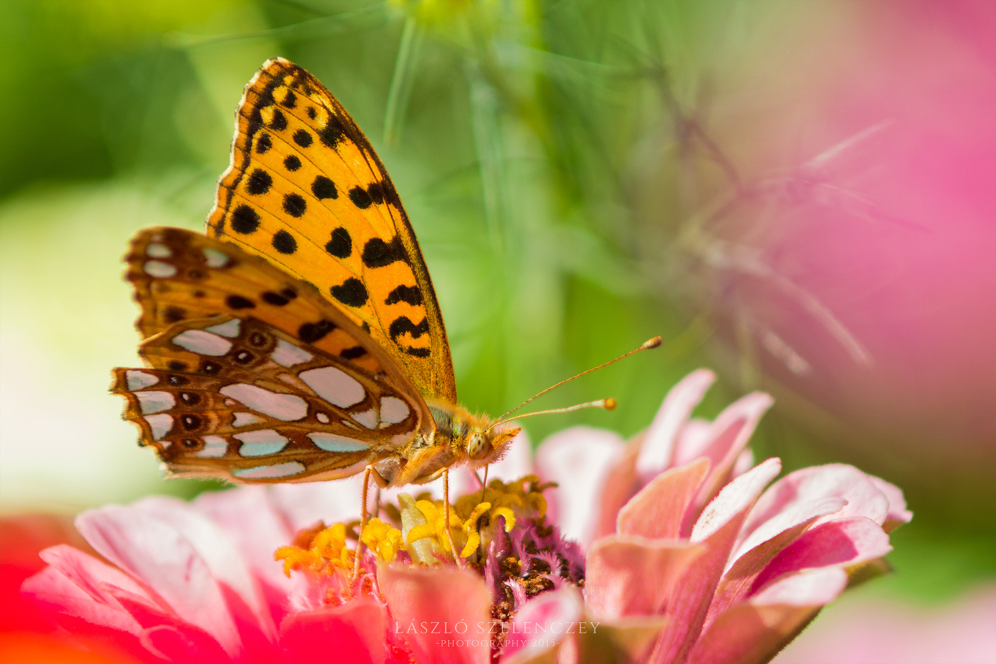 Tamron AF 80-210mm F4-5.6 (178D) sample photo. Queen of spain fritillary photography