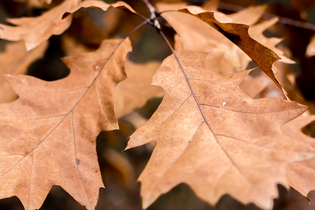 Nikon D7200 + Sigma 50mm F1.4 DG HSM Art sample photo. Dsc_3592.jpg photography