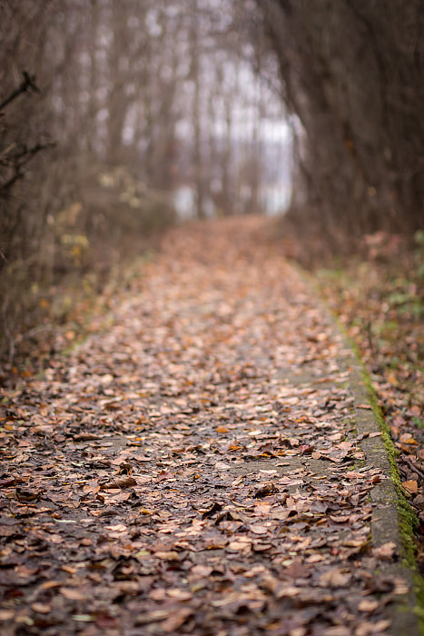 Nikon D7200 + Sigma 50mm F1.4 DG HSM Art sample photo. Dsc_3600.jpg photography