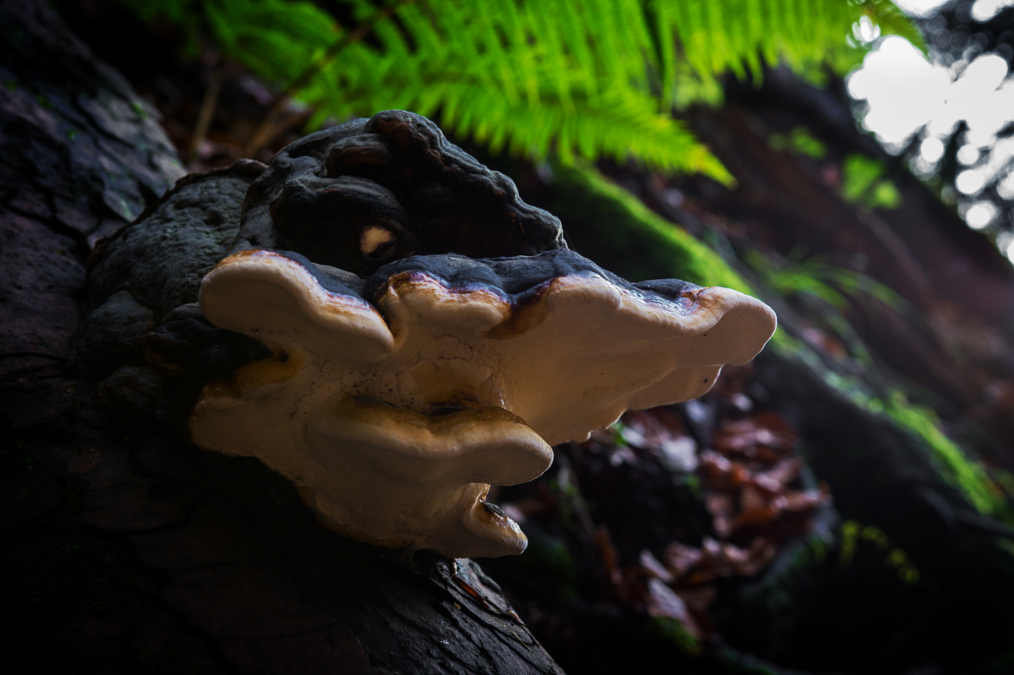 Sony SLT-A77 + Sigma 18-35mm F1.8 DC HSM Art sample photo. Creature of the woods photography