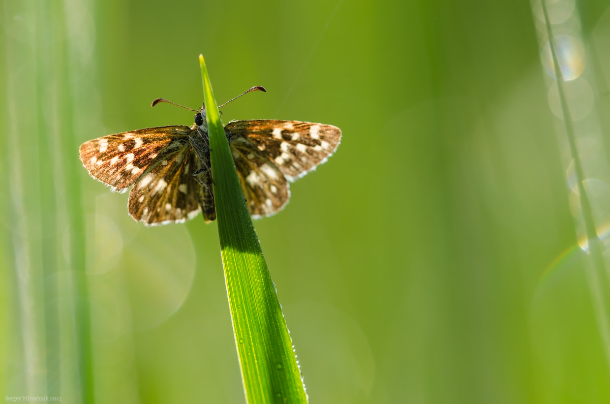 Sigma 150mm F2.8 EX DG Macro HSM sample photo. Butterfly on grass, photography