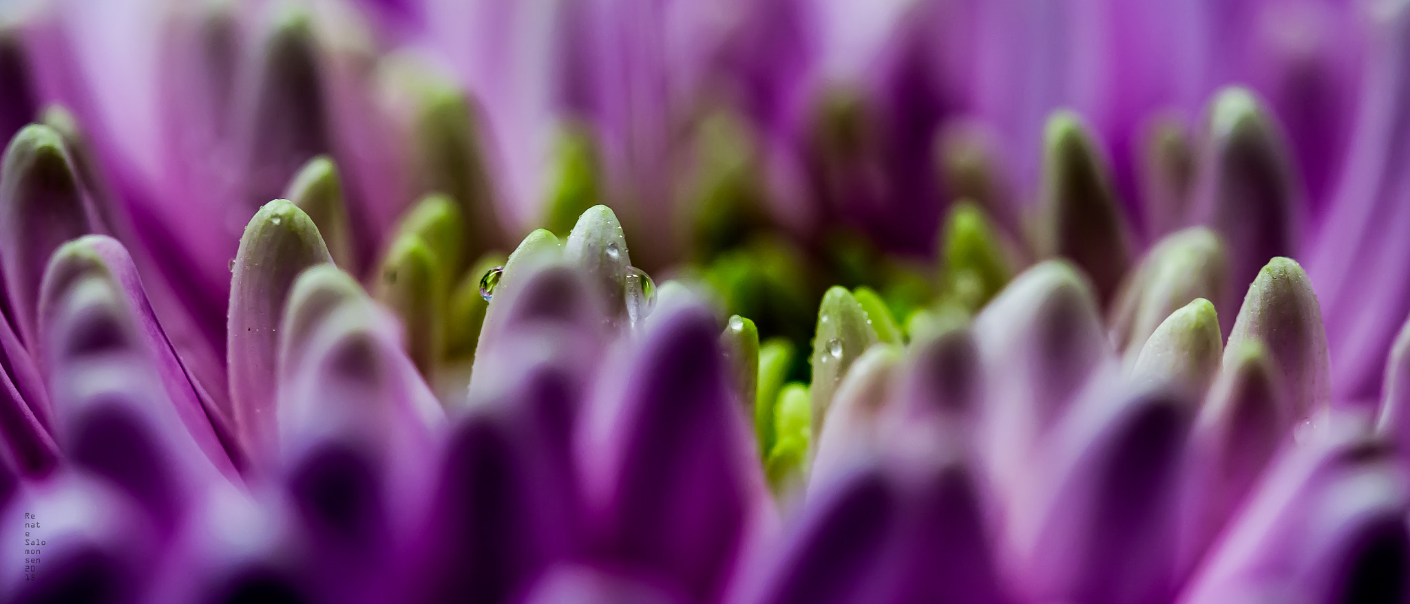 Canon EOS 700D (EOS Rebel T5i / EOS Kiss X7i) + Canon EF 100mm F2.8 Macro USM sample photo. "color explosion" photography