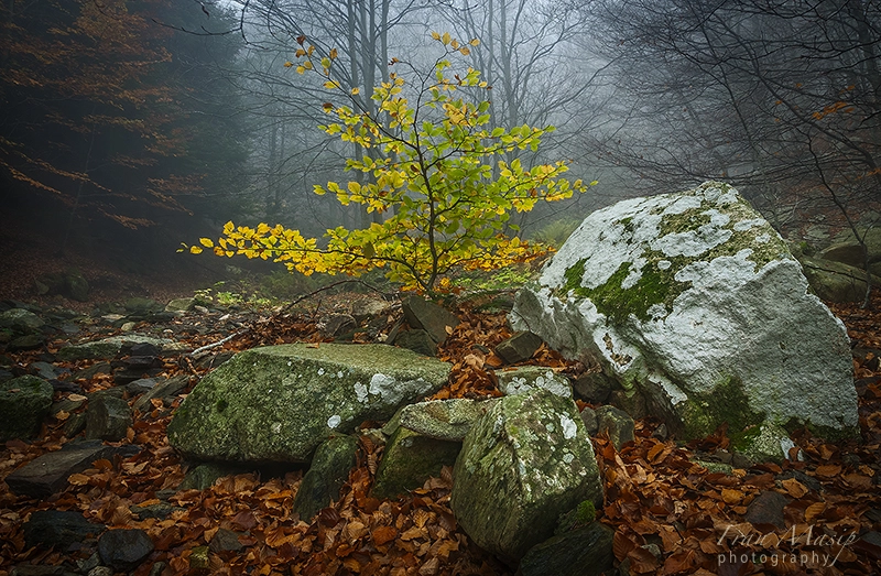 Sony Alpha DSLR-A700 sample photo. Solitude photography