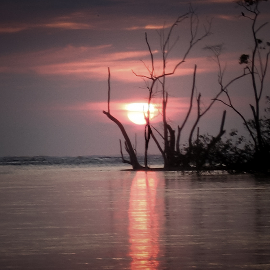 Canon POWERSHOT S50 + Canon EF-S 18-55mm F3.5-5.6 IS sample photo. Mangrove costa rica photography