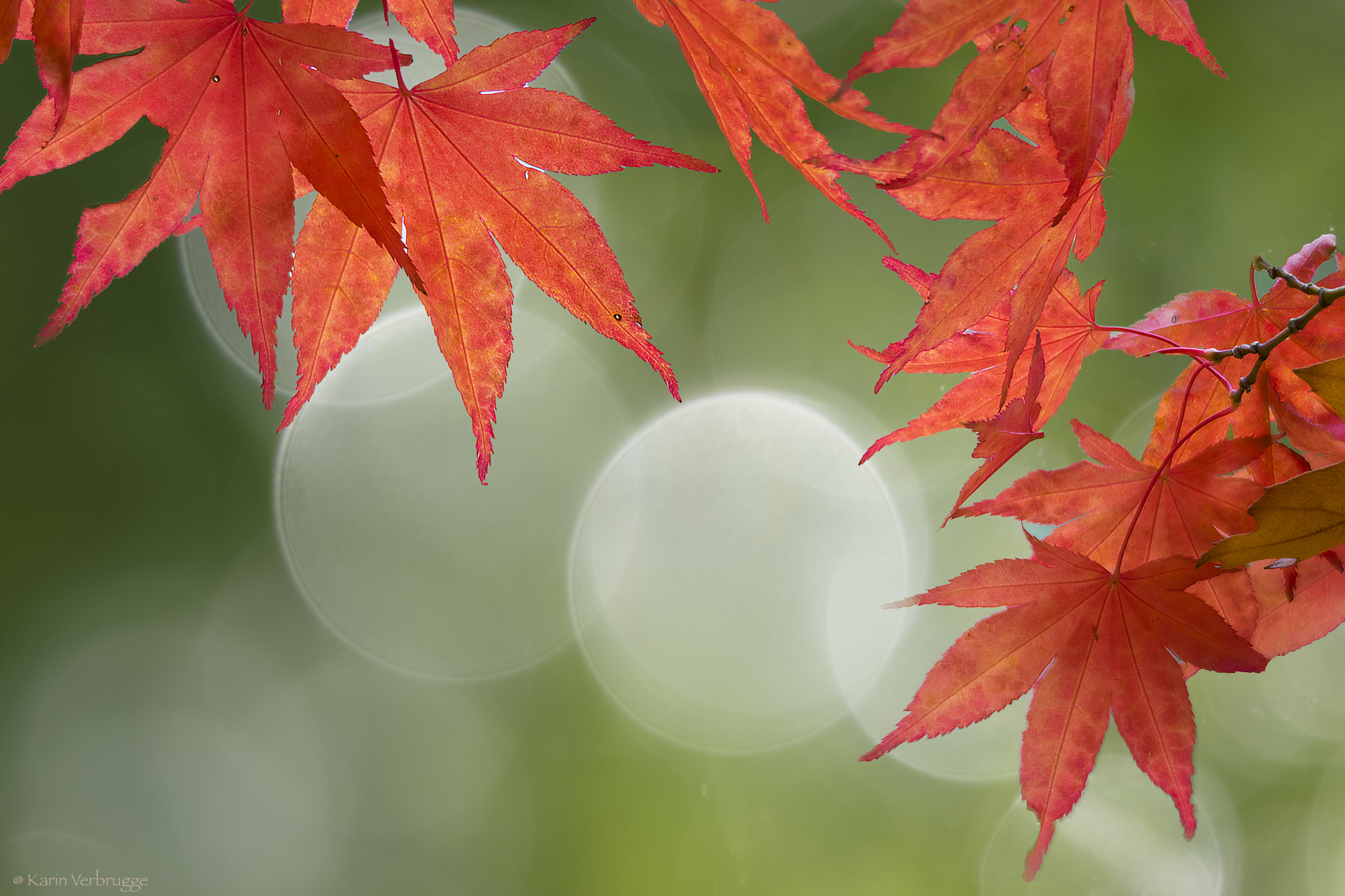 Sigma 120-400mm F4.5-5.6 DG OS HSM sample photo. Autumn colors photography
