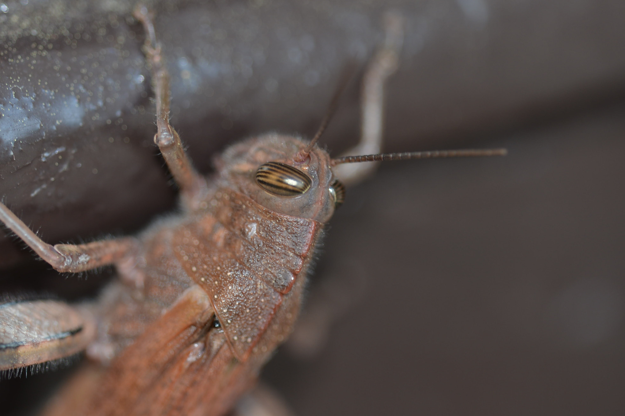Sigma 150mm F2.8 EX DG OS Macro HSM sample photo. Dsc_6978.jpg photography