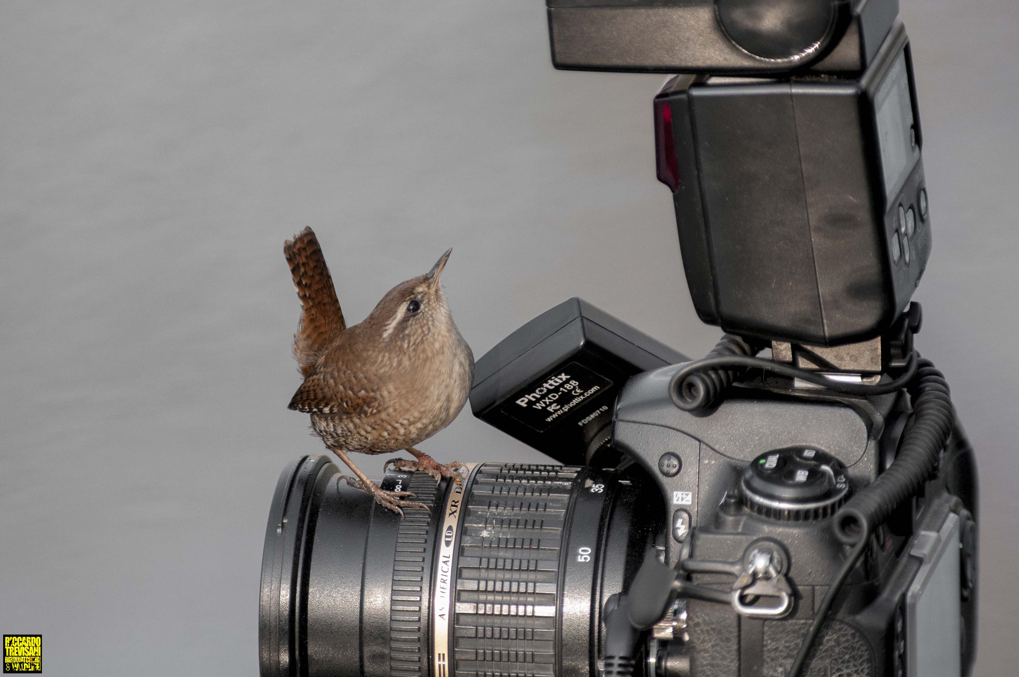 Nikon AF-S Nikkor 300mm F2.8G ED VR II sample photo. Please take me a photo photography