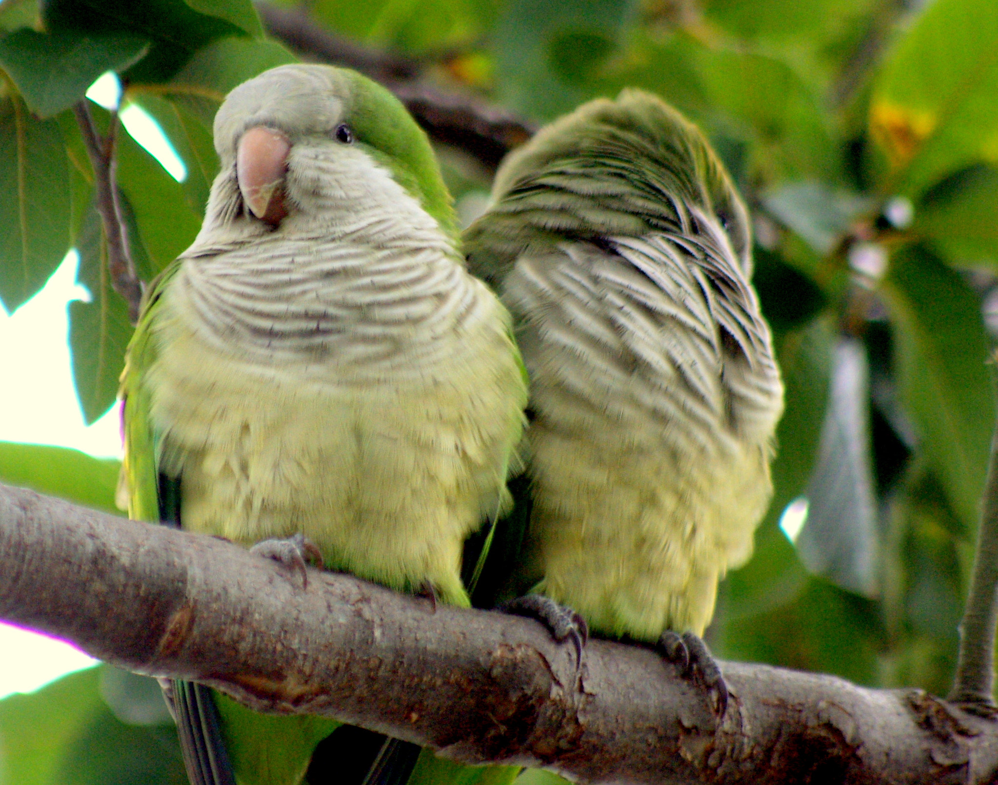 smc PENTAX-FA 80-320mm F4.5-5.6 sample photo. Monk parrots photography