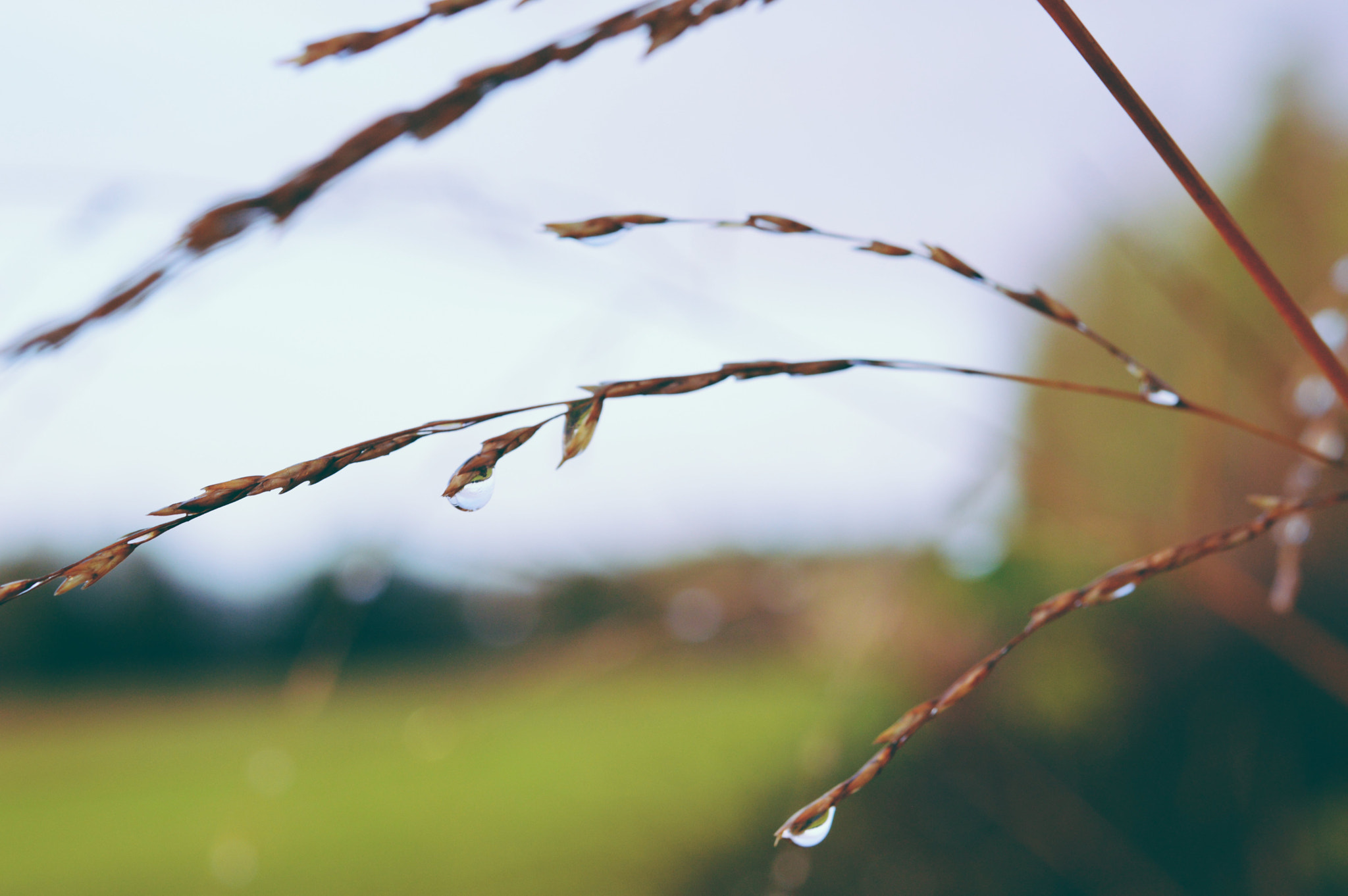 Nikon AF-S Micro-Nikkor 60mm F2.8G ED sample photo. Raindrops photography