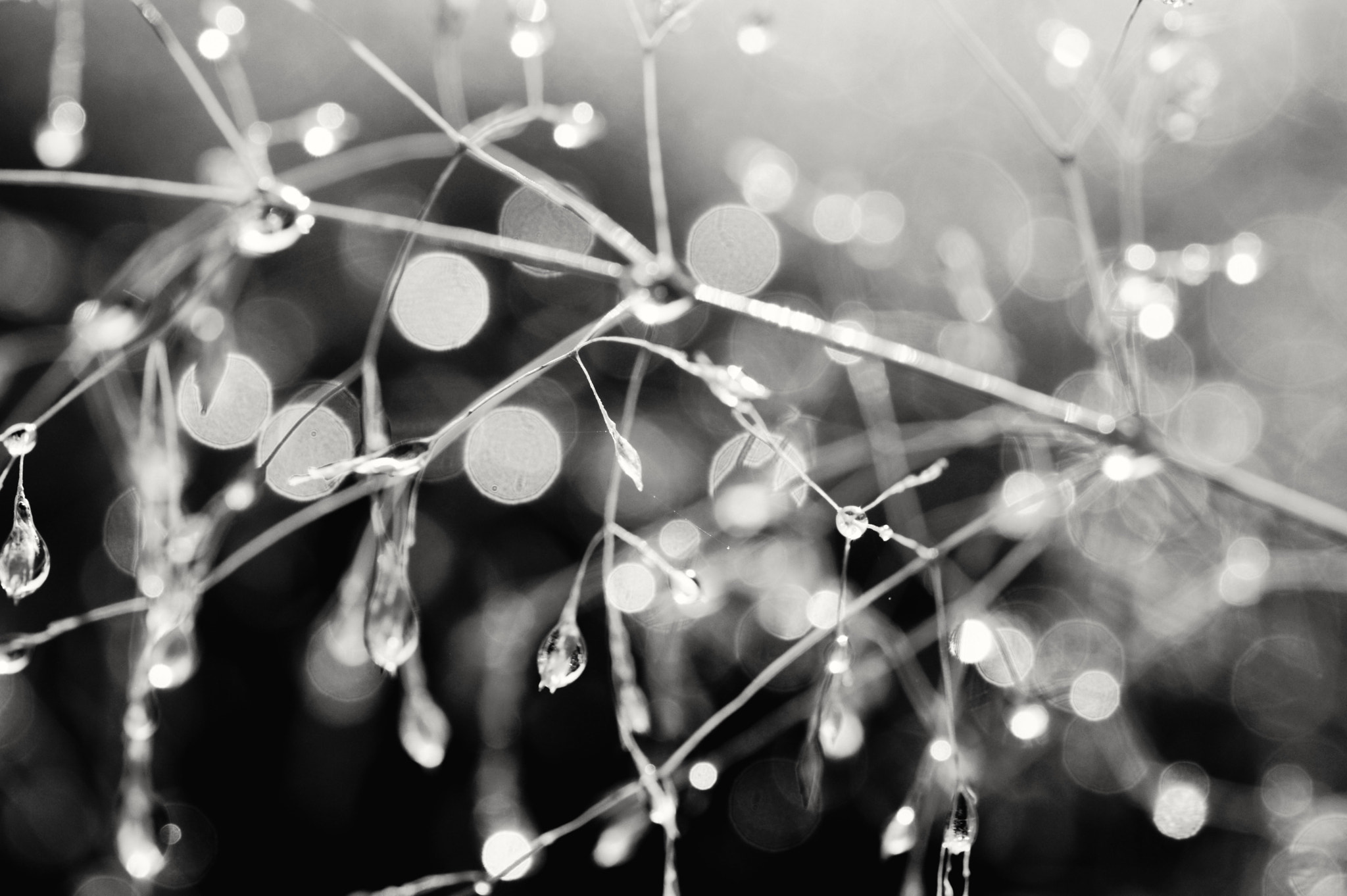 Nikon AF-S Micro-Nikkor 60mm F2.8G ED sample photo. Hard to say no to these... photography