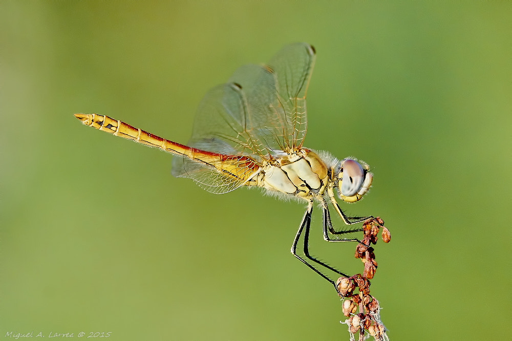 Sony ILCA-77M2 sample photo. Sympetrum fonscolombii photography