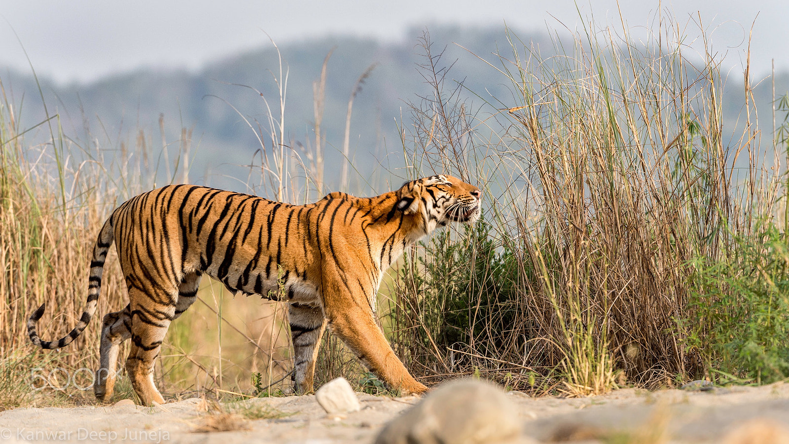 Nikon D4S sample photo. Corbett tigress photography