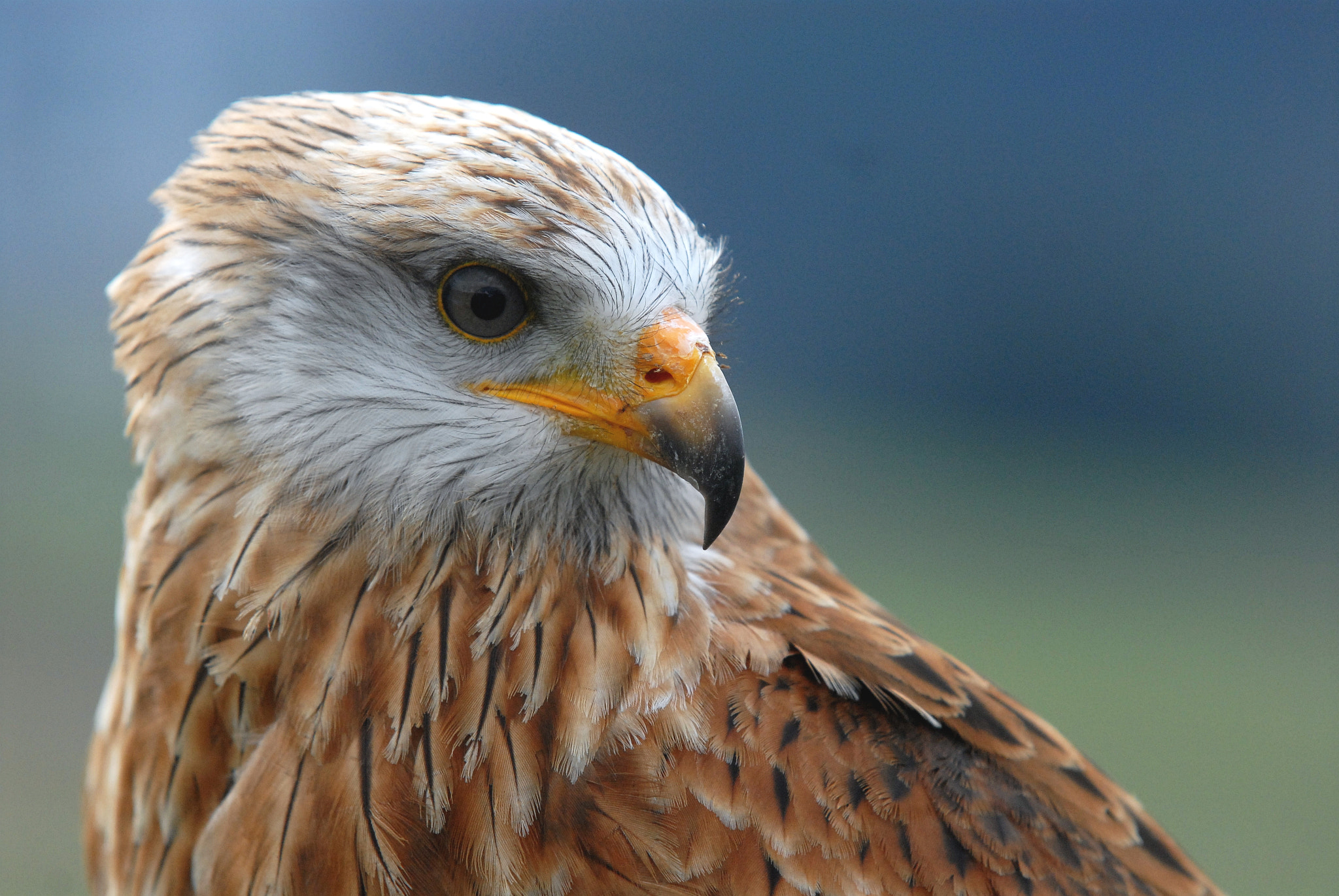 AF-S Zoom-Nikkor 80-200mm f/2.8D IF-ED sample photo. Portrait of a red kite. photography