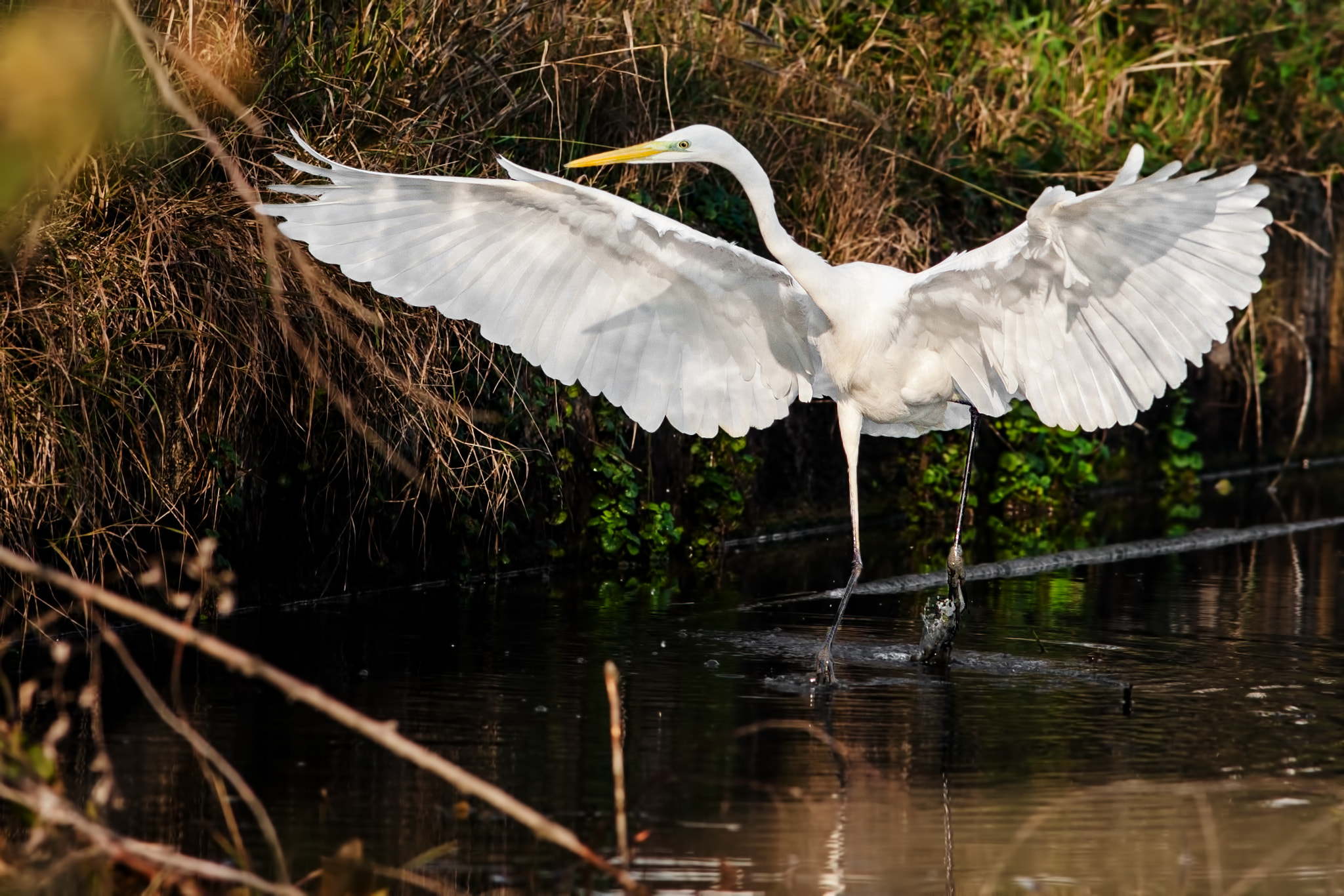 Canon EF 300mm F4L IS USM sample photo. Angel photography